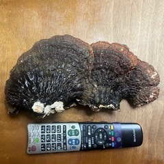特大3連　さるの腰掛け　