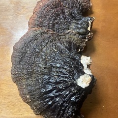 特大3連　さるの腰掛け　の画像