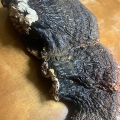 特大3連　さるの腰掛け　の画像