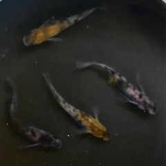 和墨三色　メダカの画像