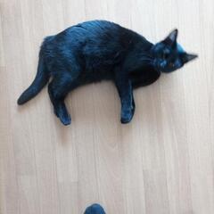 黒猫 - 猫