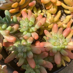 多肉植物の画像