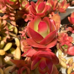 多肉植物の画像