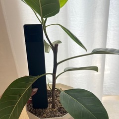 観葉植物🪴アルテシマの画像