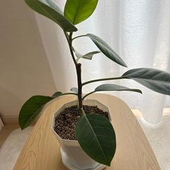 観葉植物🪴アルテシマの画像