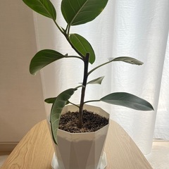 観葉植物🪴アルテシマの画像