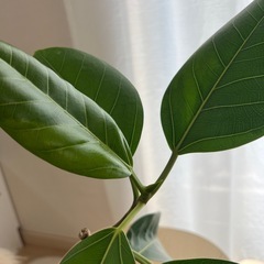 観葉植物🪴アルテシマの画像