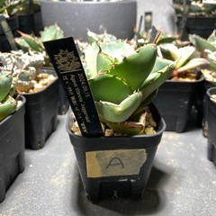 Agave titanota 'Juggernaut' ｱｶﾞﾍ...