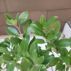 観葉植物　バオバブ　鉢付きの画像