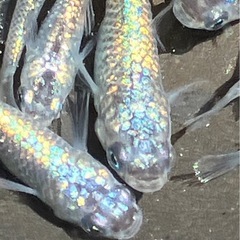 (決まりました)ネプチューン　若魚〜稚魚　メダカ　１５匹