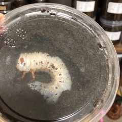 幼虫メス4匹⭐️ヘラクレスオオカブト　カブトムシ