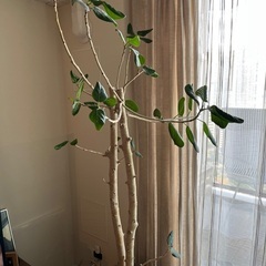 観葉植物　フィカス・ベンガレンシス (だと思います)