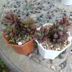多肉植物 吹雪の松の画像