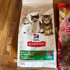 子猫のキャットフードの画像