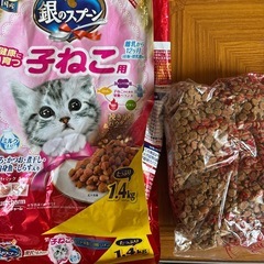 子猫のキャットフードの画像