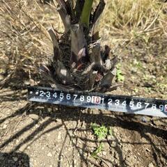 ココスヤシ ③の画像