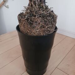 一点もの★根上り　八丈島産　ロベ　フェニックスロベレニー　シンノウヤシ　6号　観葉植物　ヤシ　個性的　の画像