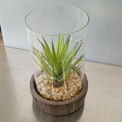 0427-062 観葉植物