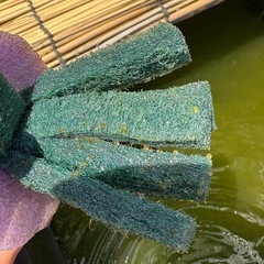 改良品種メダカ卵　販売スタートの画像
