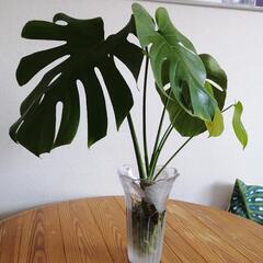 モンステラ🌿3株・根出し