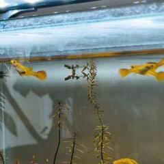 グッピー　メスのみ　最大4匹の画像