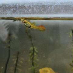 グッピー　メスのみ　最大4匹の画像