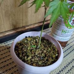 🌿もみじ🌿の画像