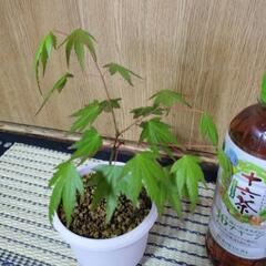 🌿もみじ🌿の画像