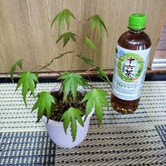 🌿もみじ🌿の画像