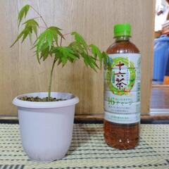🌿もみじ🌿