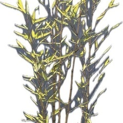 布袋竹の鉢植え