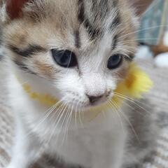 生後１ヶ月　子猫 - 猫