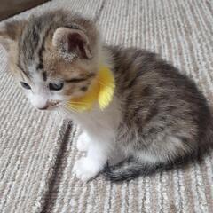 生後１ヶ月　子猫 - 市原市