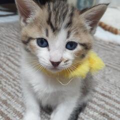 生後１ヶ月　子猫