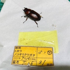 ①トカラノコギリクワガタ　ペアの販売の画像