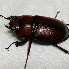 ①トカラノコギリクワガタ　ペアの販売の画像