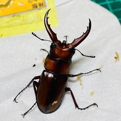 ①トカラノコギリクワガタ　ペアの販売の画像