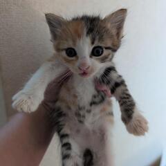 子猫　里親様募集です