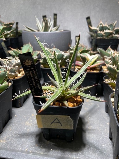 【アガベ】滝の白糸錦 10株セット アガベ】滝の白糸錦 10株セット