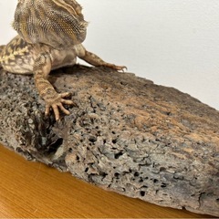 【まだあります♪】爬虫類 バスキングスポット 流木🦎の画像