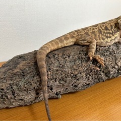【まだあります♪】爬虫類 バスキングスポット 流木🦎の画像