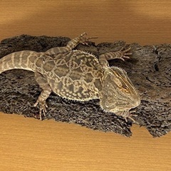 【まだあります♪】爬虫類 バスキングスポット 流木🦎の画像