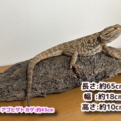 【まだあります♪】爬虫類 バスキングスポット 流木🦎の画像