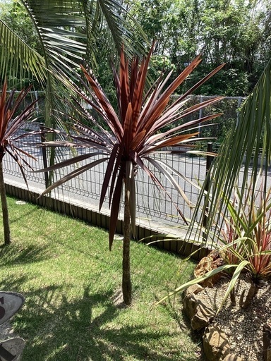 今週値下げ　赤ドラ　ドラセナ　レッドスター160センチ