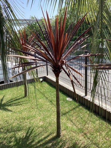 今週値下げ　赤ドラ　ドラセナ　レッドスター　140センチ