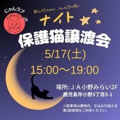 にゃんラブナイト譲渡会5/17