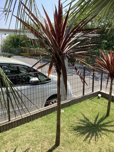 今週値下げ赤ドラセナ　ドラセナ　レッドスター　180センチ