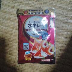 小型琉金　金魚　一匹の画像