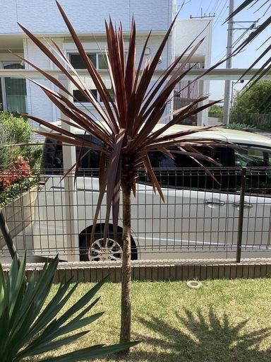 赤ドラ　ドラセナ　レッドスター　190センチ