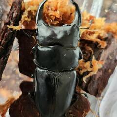 能 勢 産 オオクワガタペア